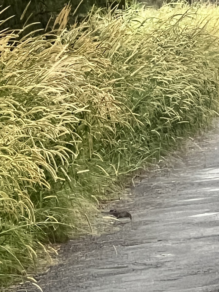 båndrikse - ML647547154