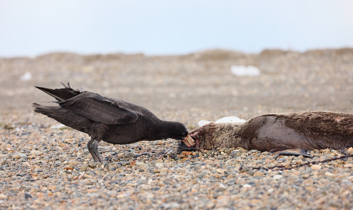 sørkjempepetrell - ML647547156