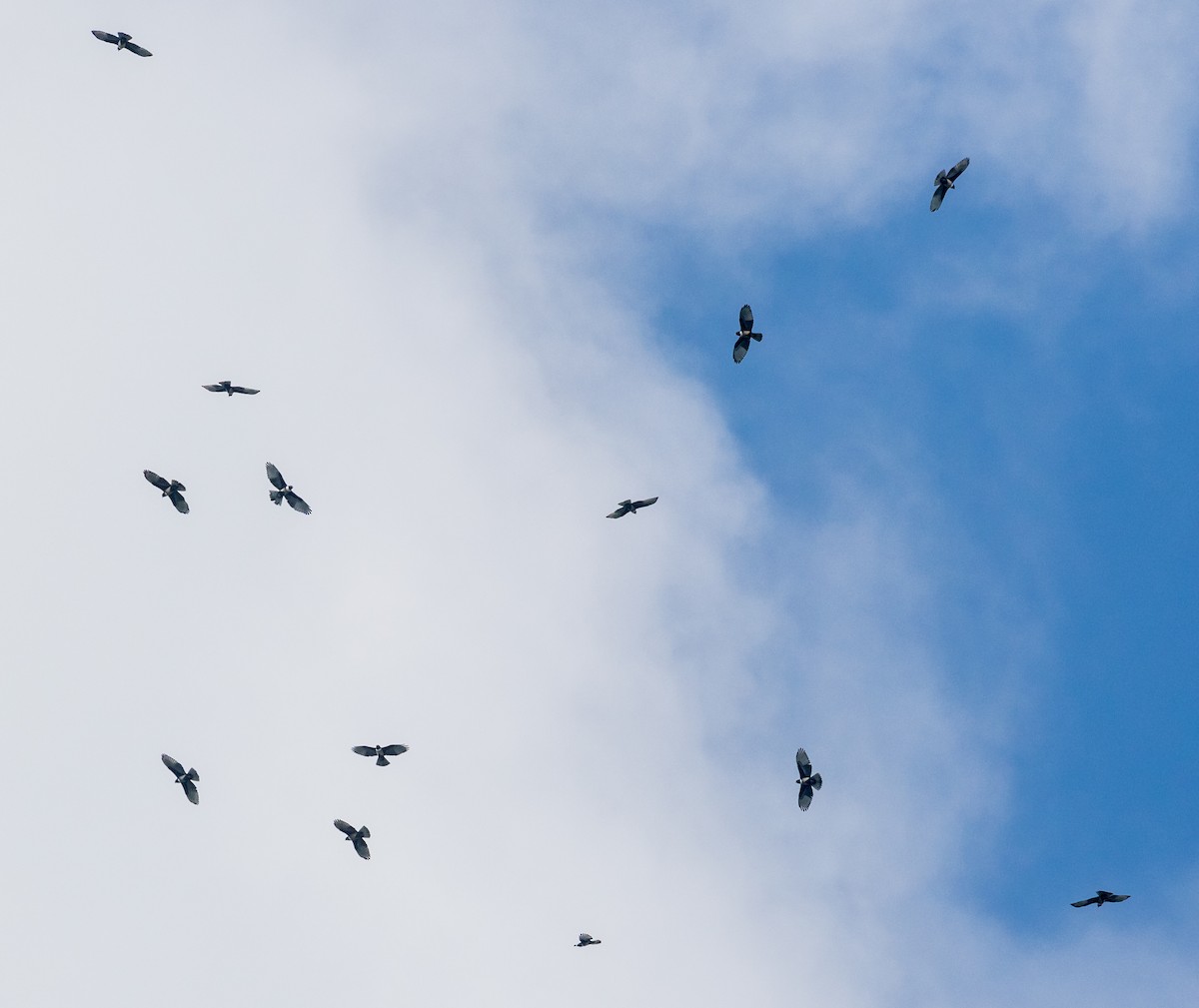 svartbaza - ML647547157