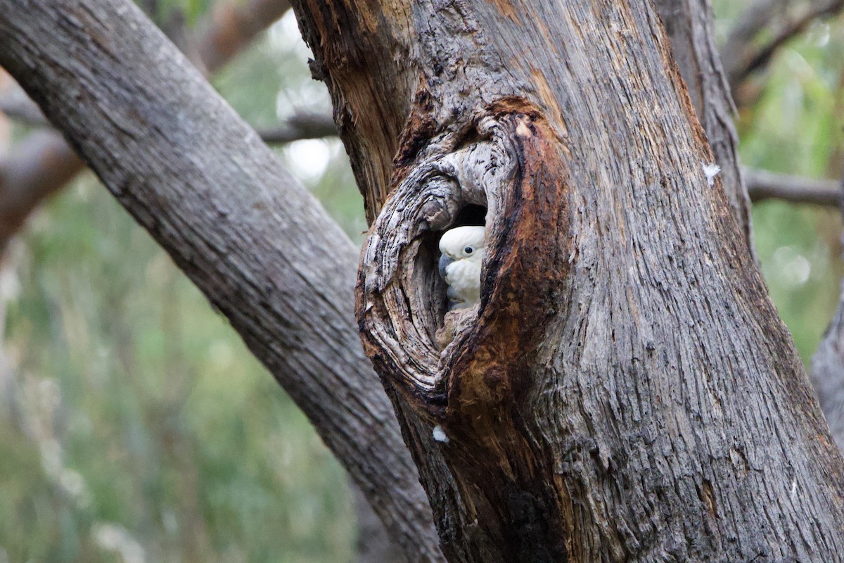 gultoppkakadu - ML647547158
