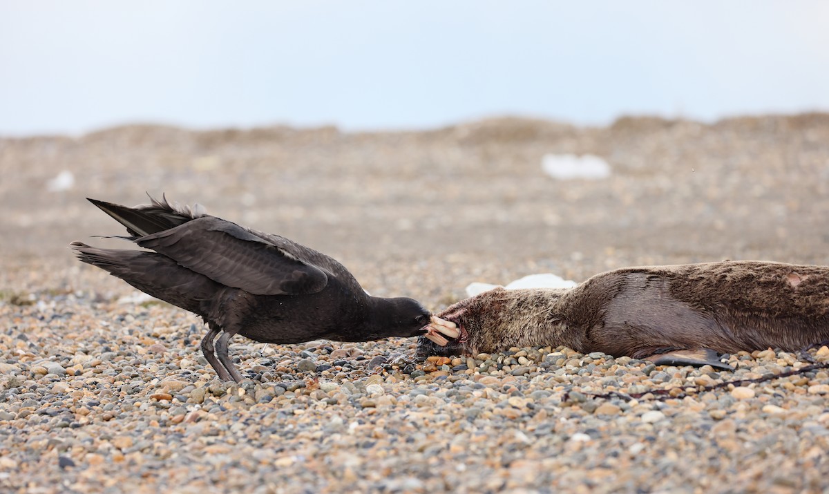 sørkjempepetrell - ML647547159