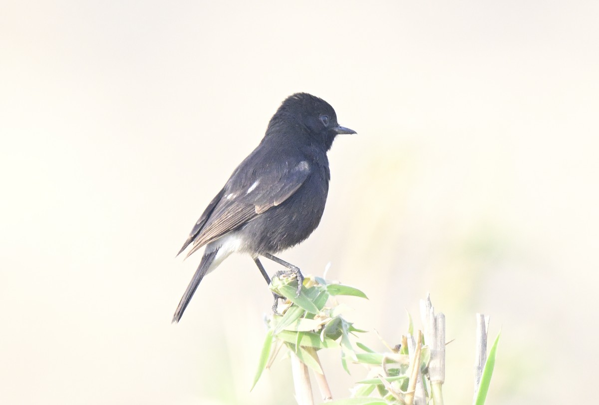 svartskvett - ML647547160