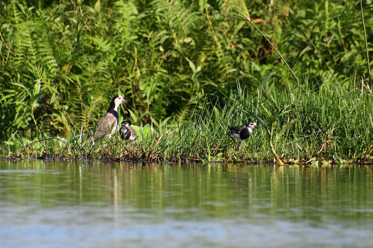 langtåvipe - ML647547162