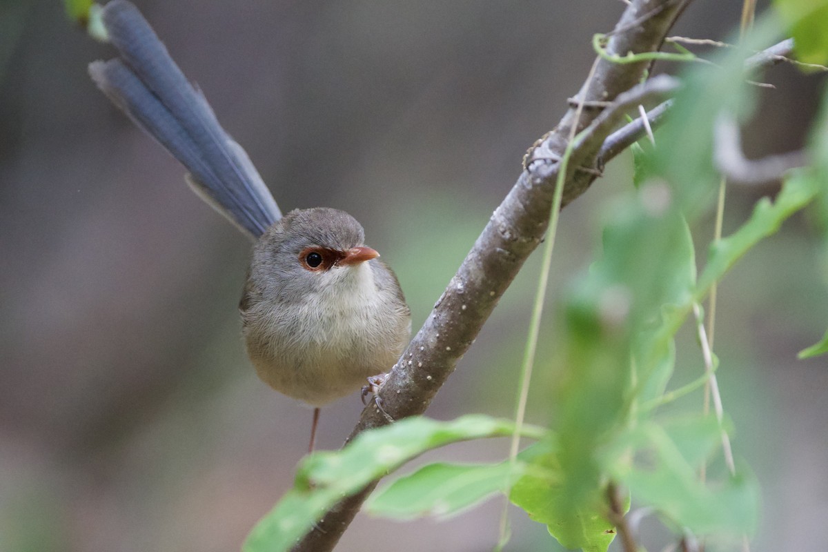 svartbrystalvesmett - ML647547163