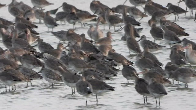 asiabekkasinsnipe - ML647547167