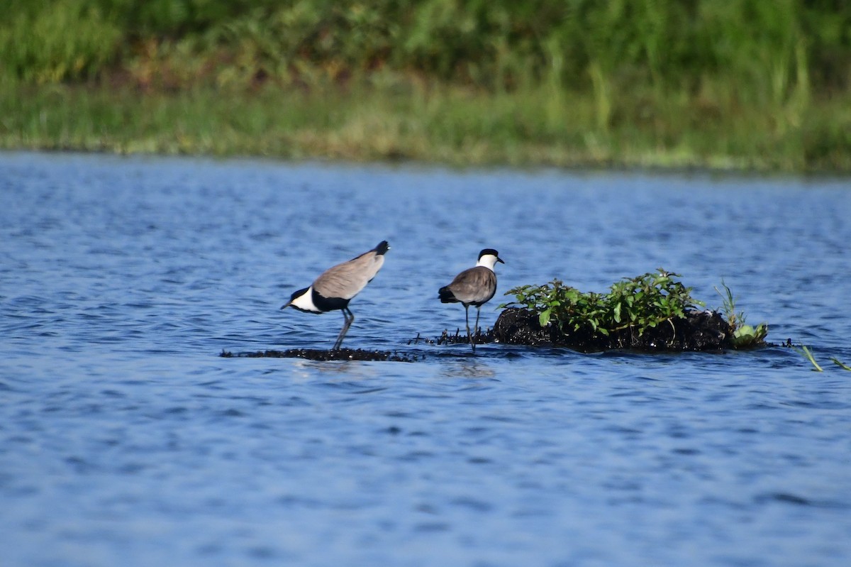 sporevipe - ML647547168