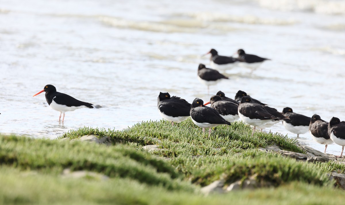 amerikatjeld - ML647547169