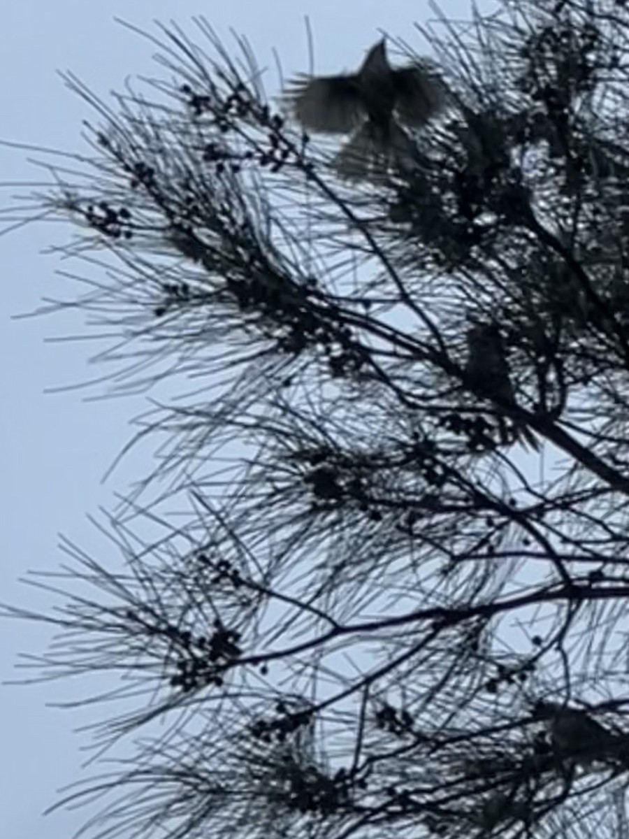 stripehodehonningeter - ML647547170