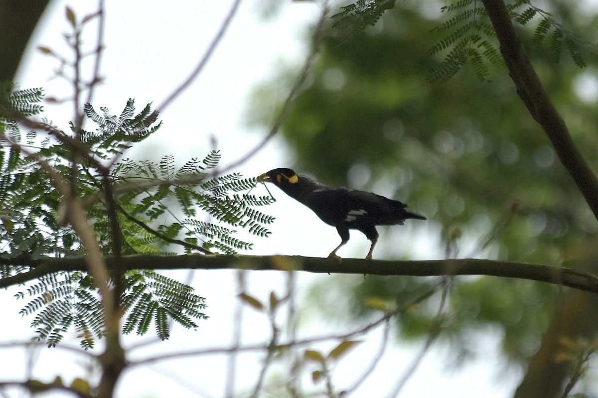 beostær - ML647547171