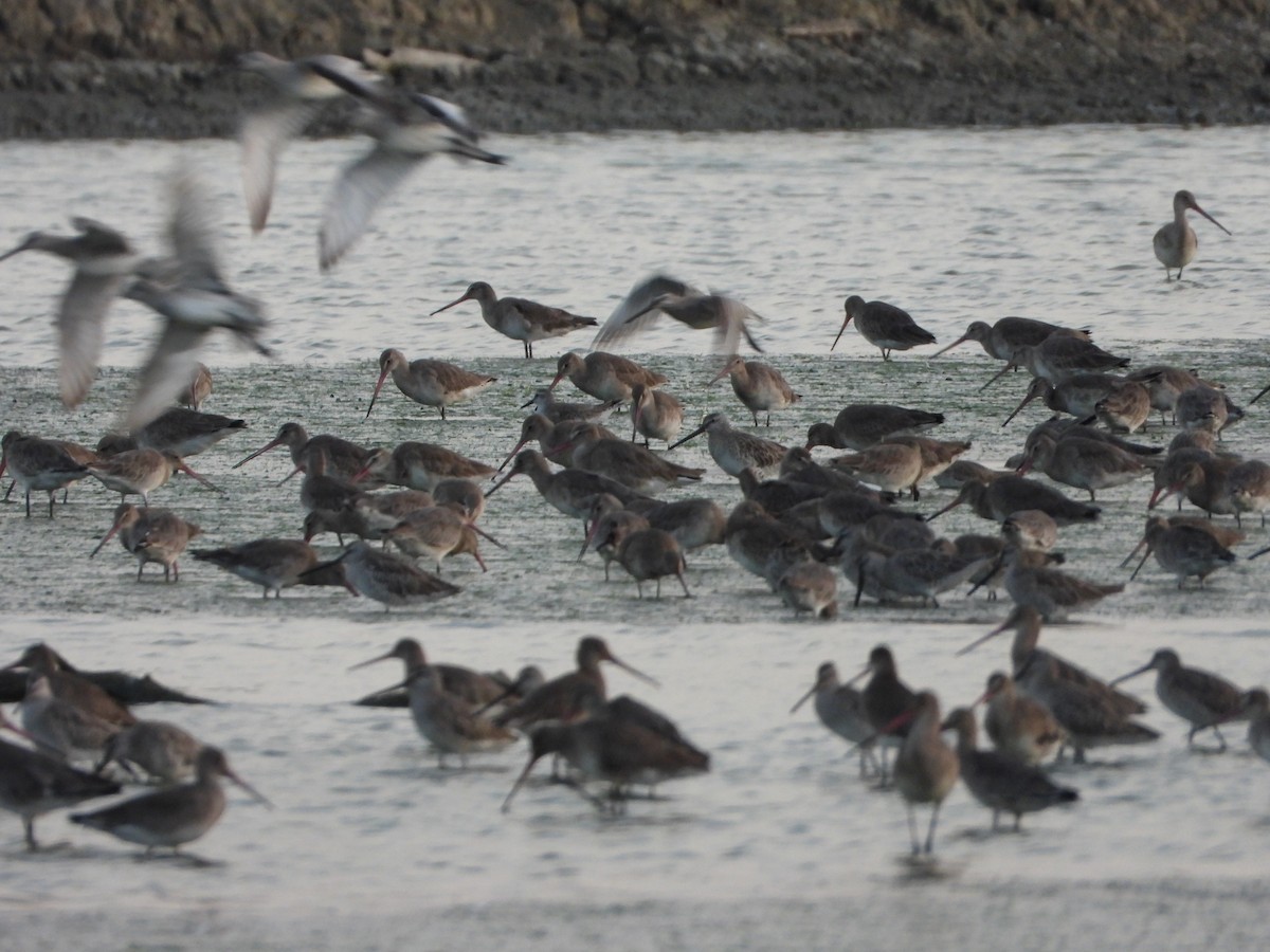 svarthalespove - ML647547172