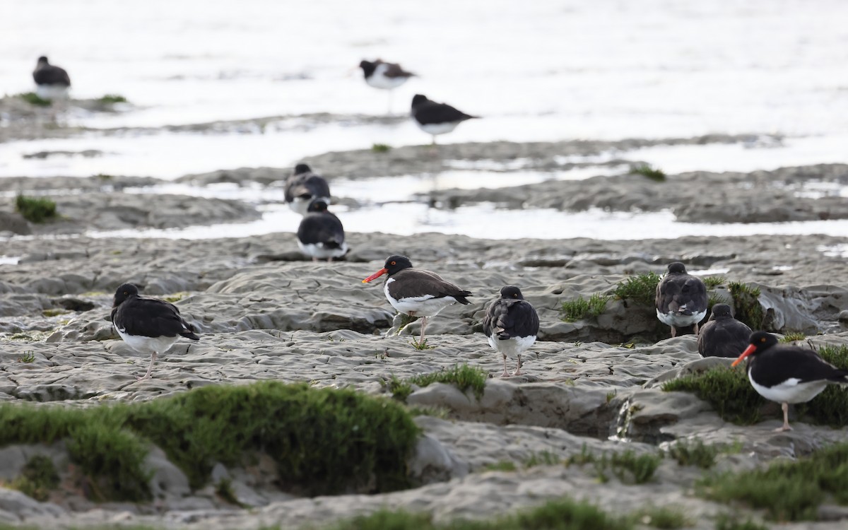 amerikatjeld - ML647547173