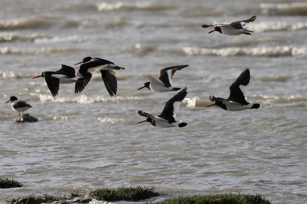 amerikatjeld - ML647547179