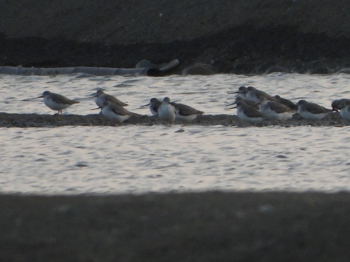 Terek Sandpiper - ML647547180