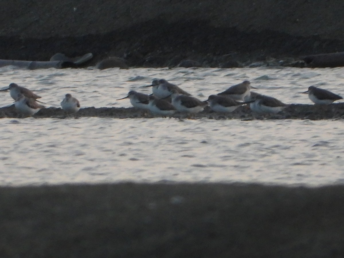 Terek Sandpiper - ML647547182