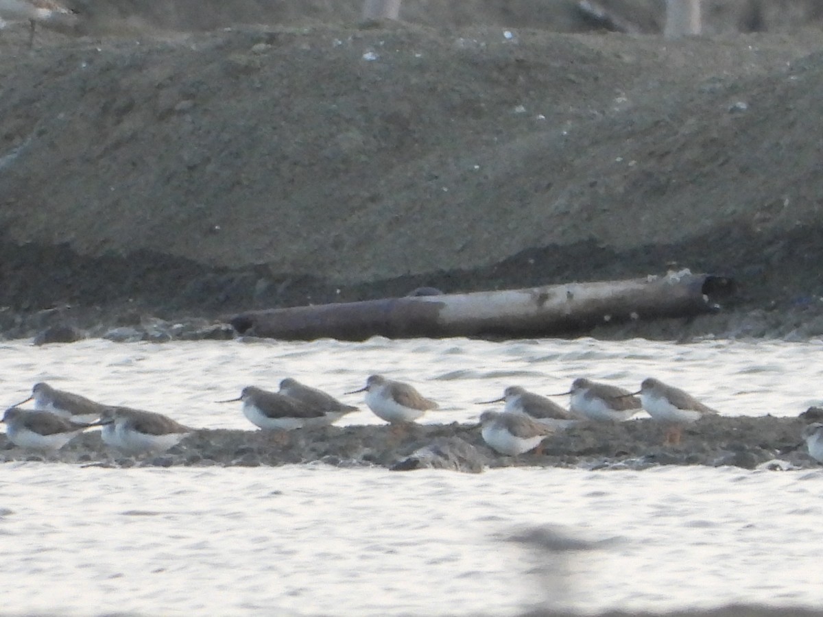 Terek Sandpiper - ML647547183