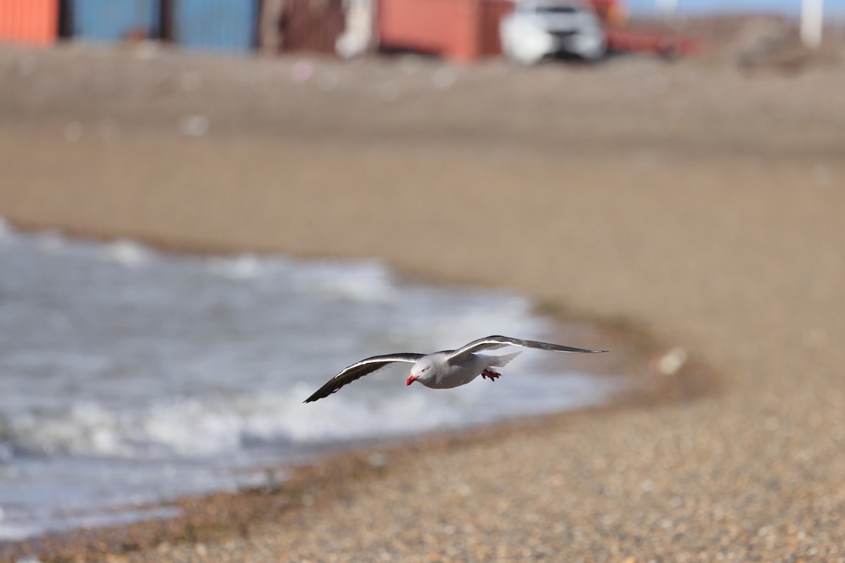 Dolphin Gull - ML647547200