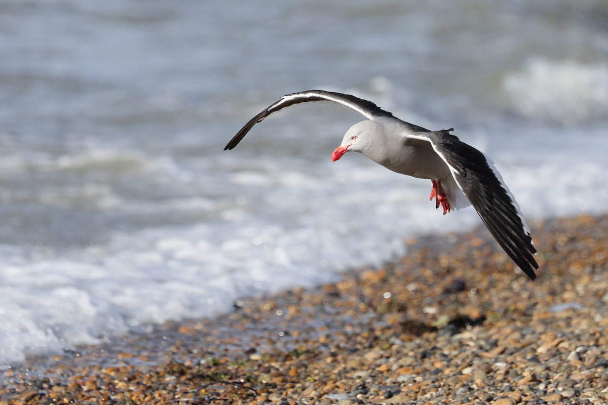 Dolphin Gull - ML647547204