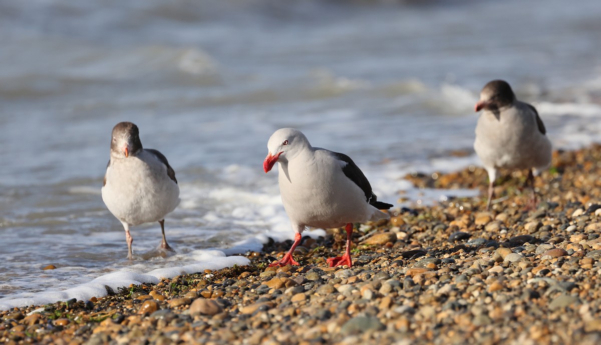 Dolphin Gull - ML647547205