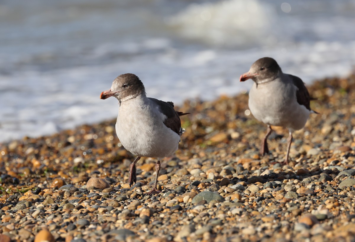 Dolphin Gull - ML647547207