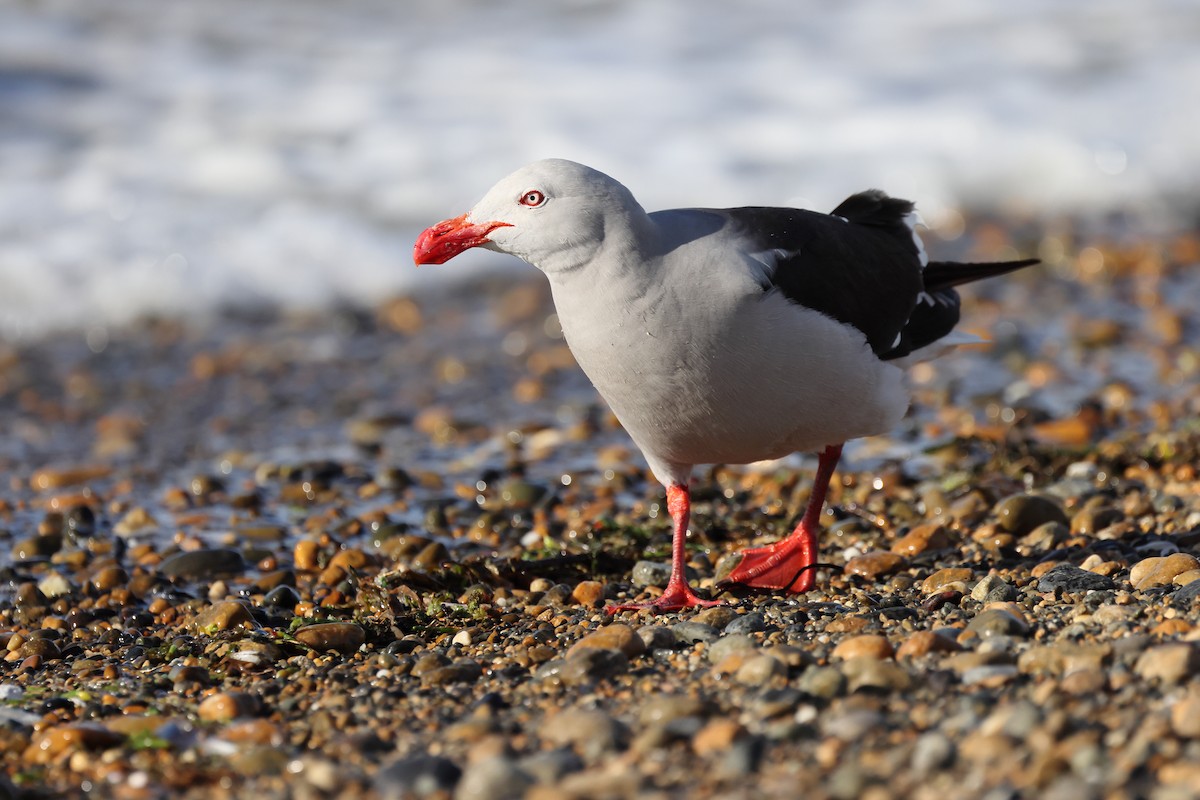 Dolphin Gull - ML647547208