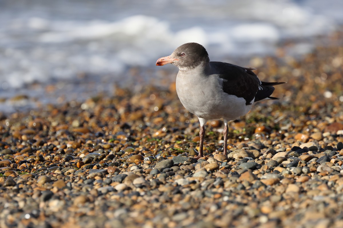 Dolphin Gull - ML647547209