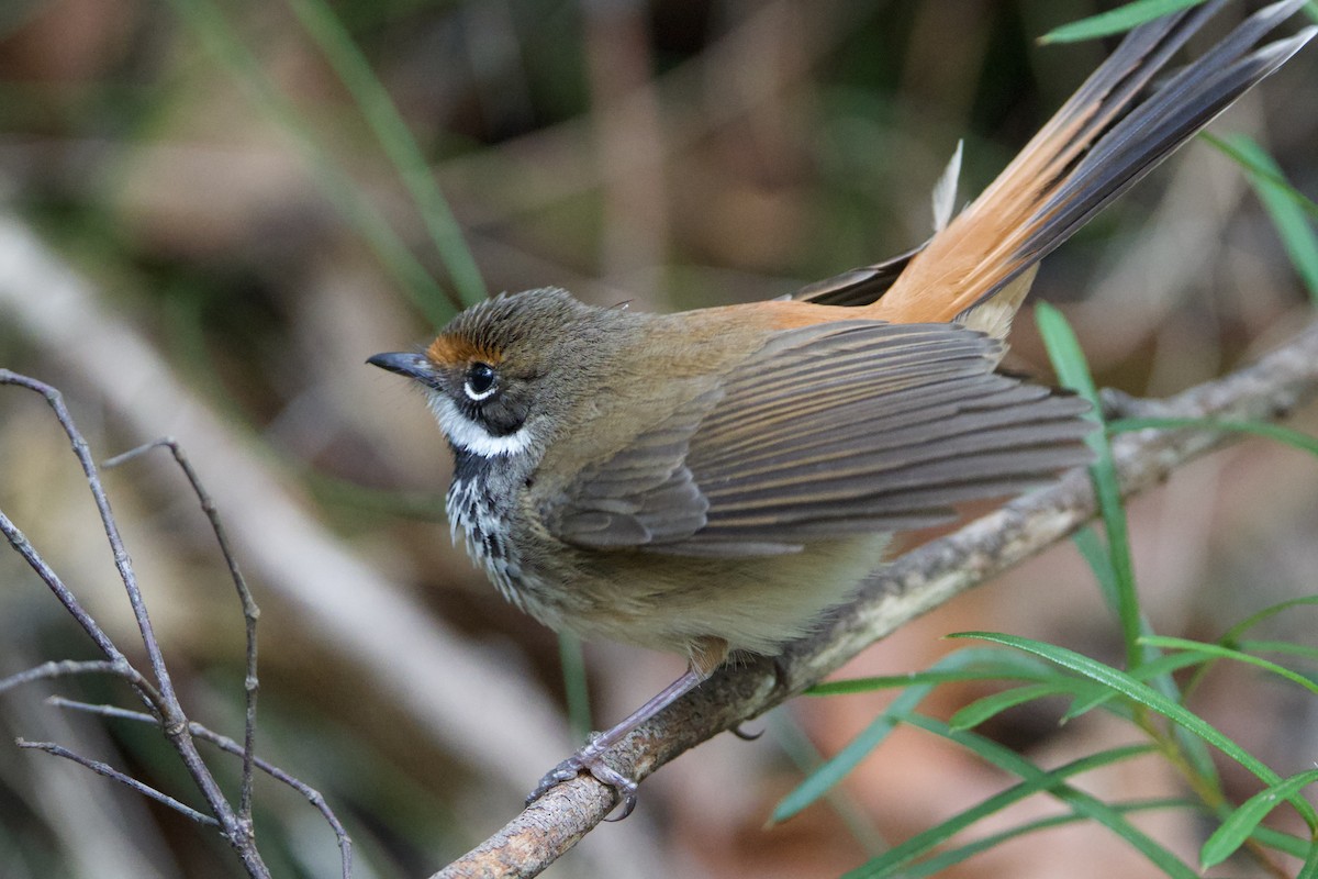 Australian Rufous Fantail - ML647547216