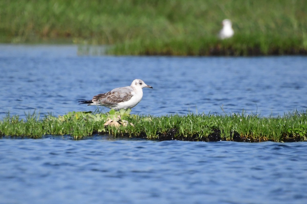 Gray-hooded Gull - ML647547230