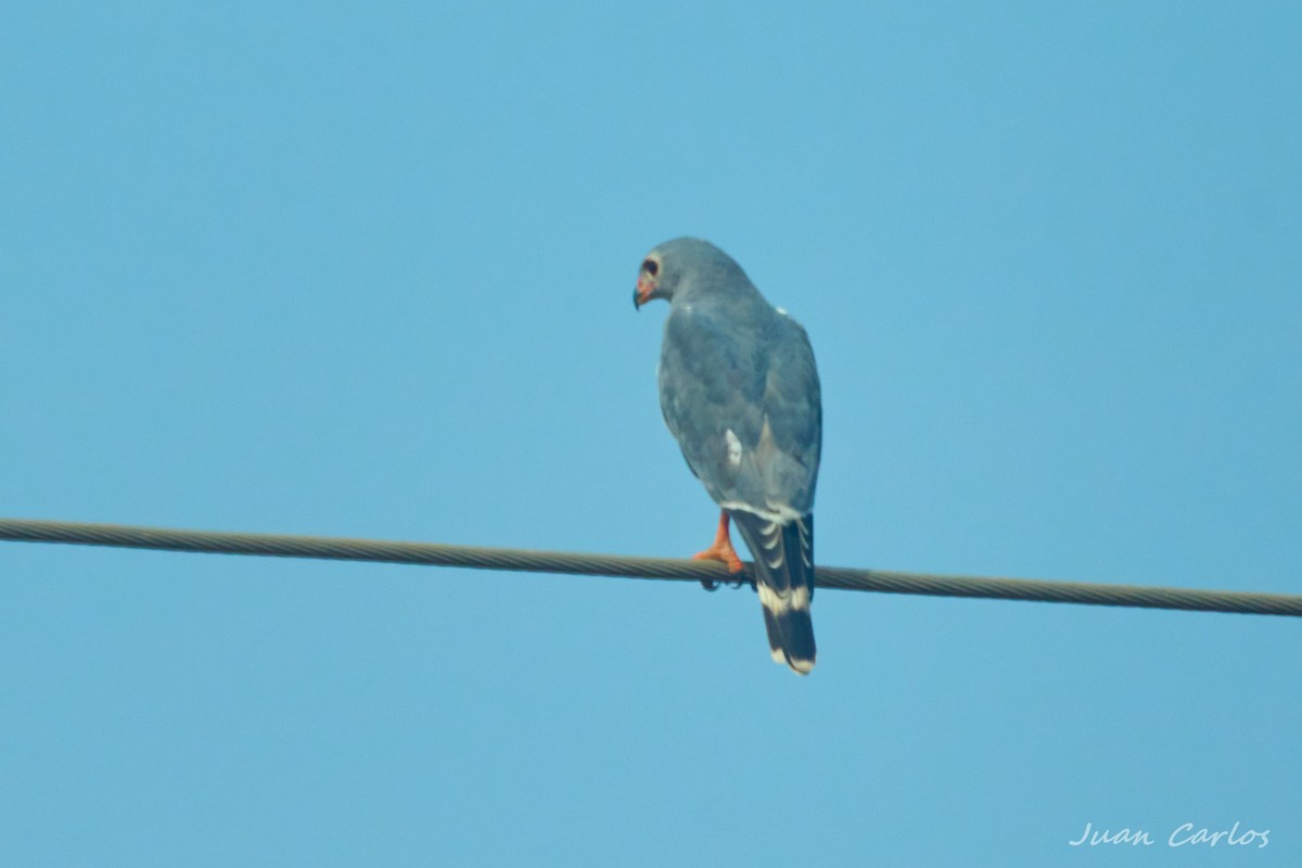Lizard Buzzard - ML647547231