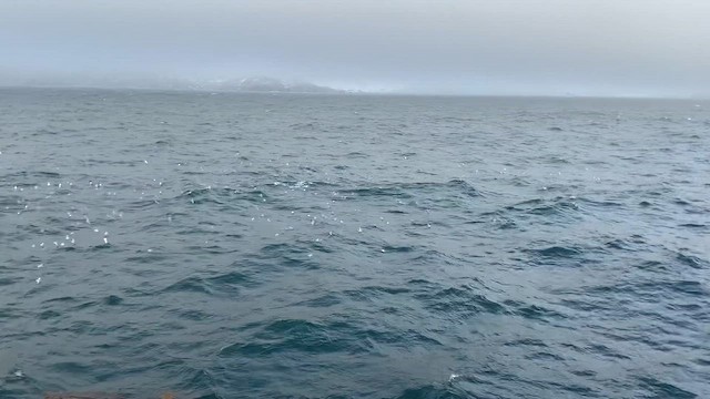 Antarctic Prion - ML647547240