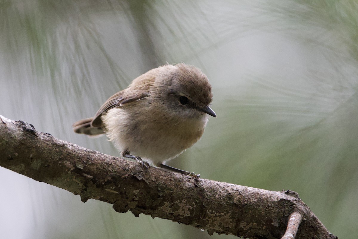 Brown Gerygone - ML647547243