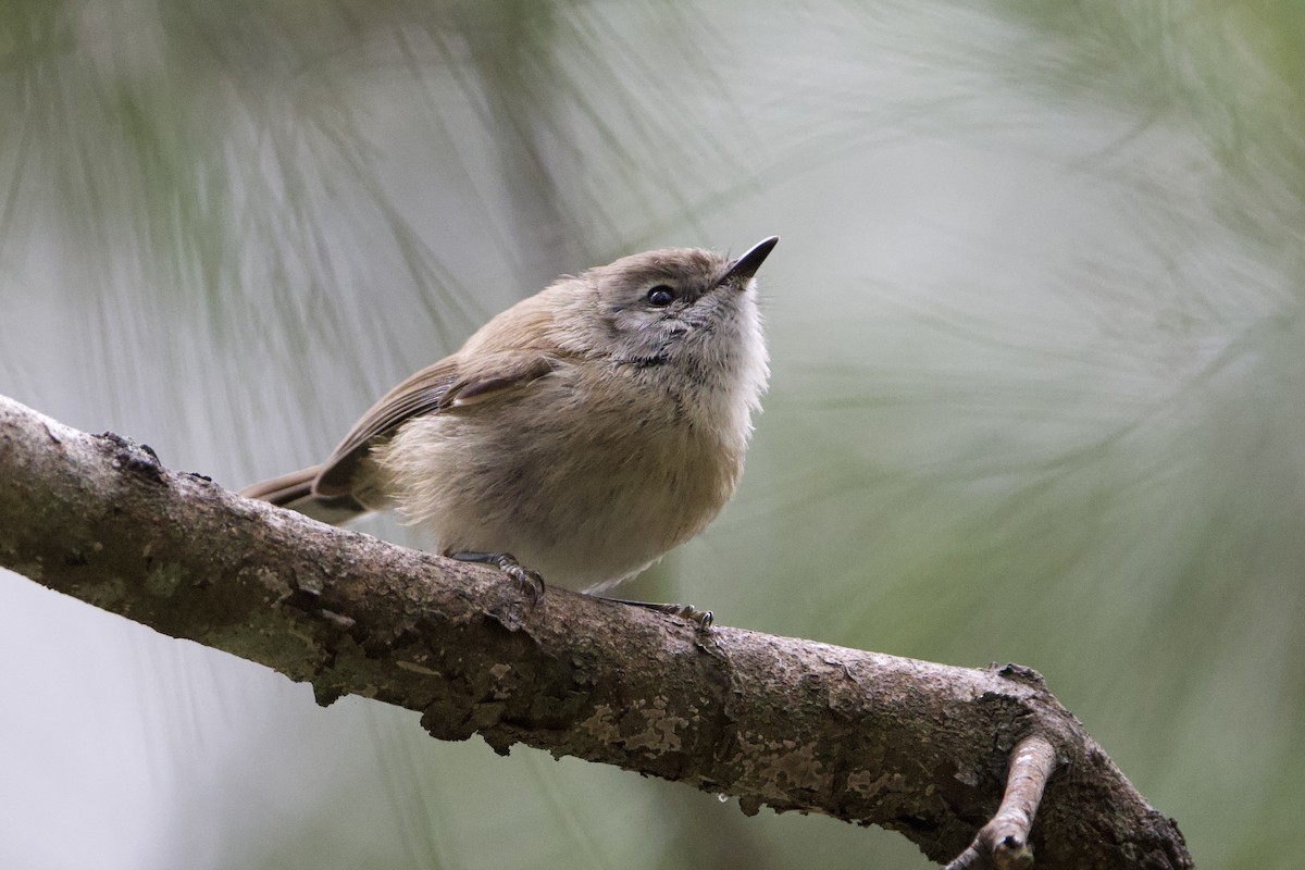 Brown Gerygone - ML647547244