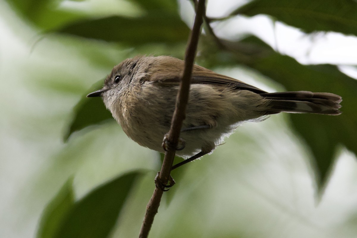 Brown Gerygone - ML647547245