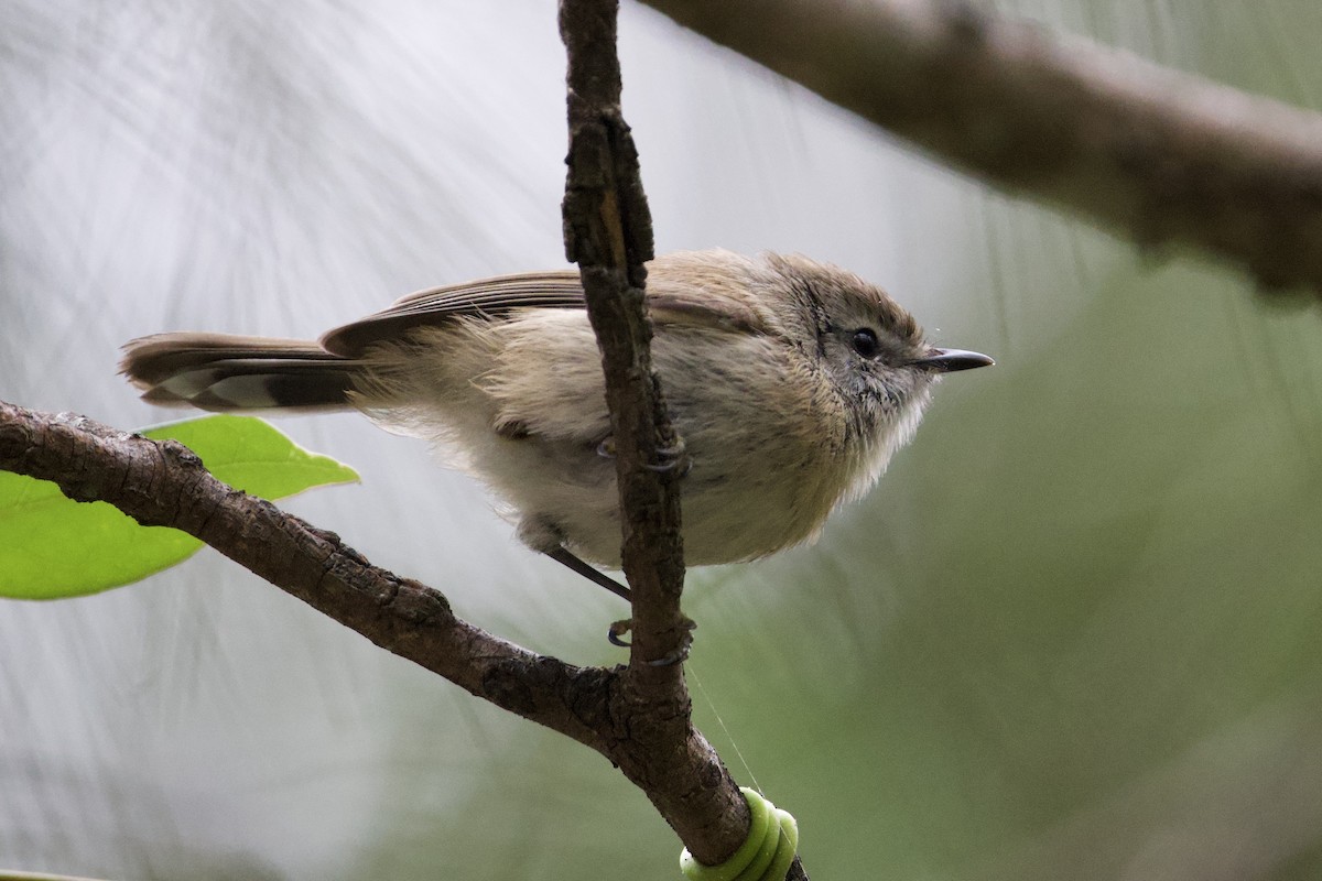 Brown Gerygone - ML647547247