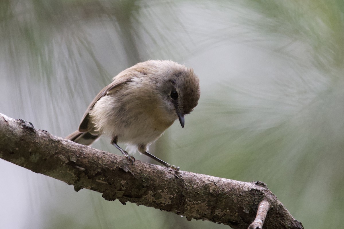 Brown Gerygone - ML647547248