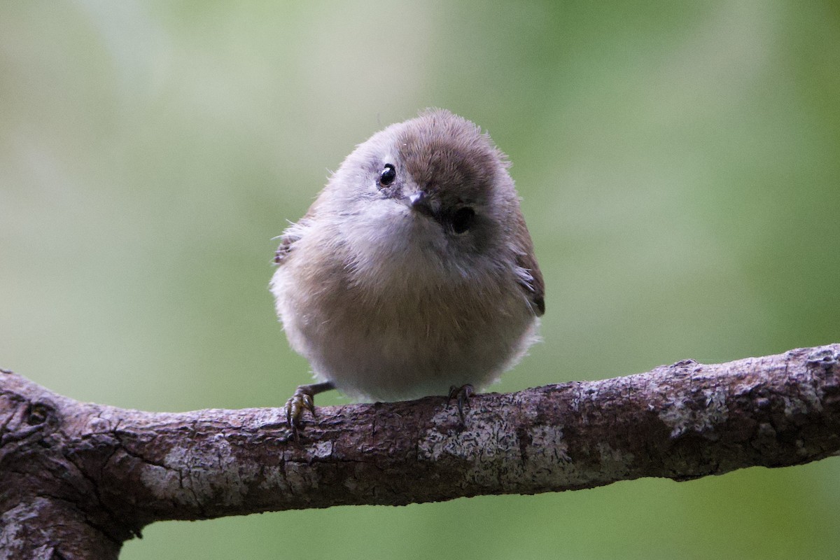 Brown Gerygone - ML647547249