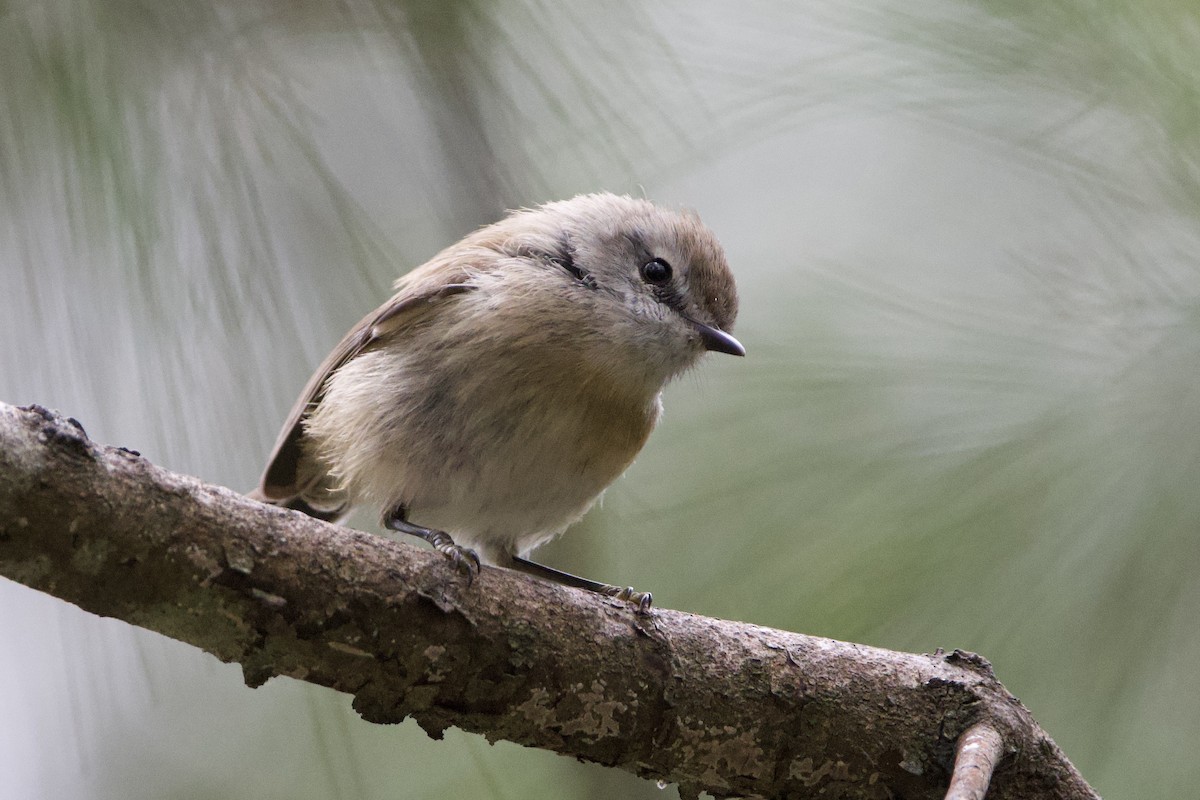 Brown Gerygone - ML647547250