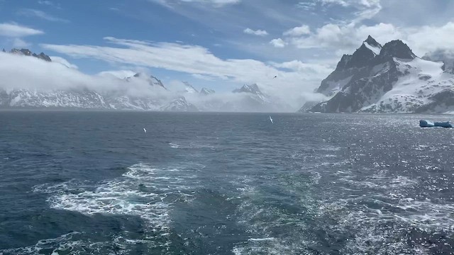 Snow Petrel - ML647547259