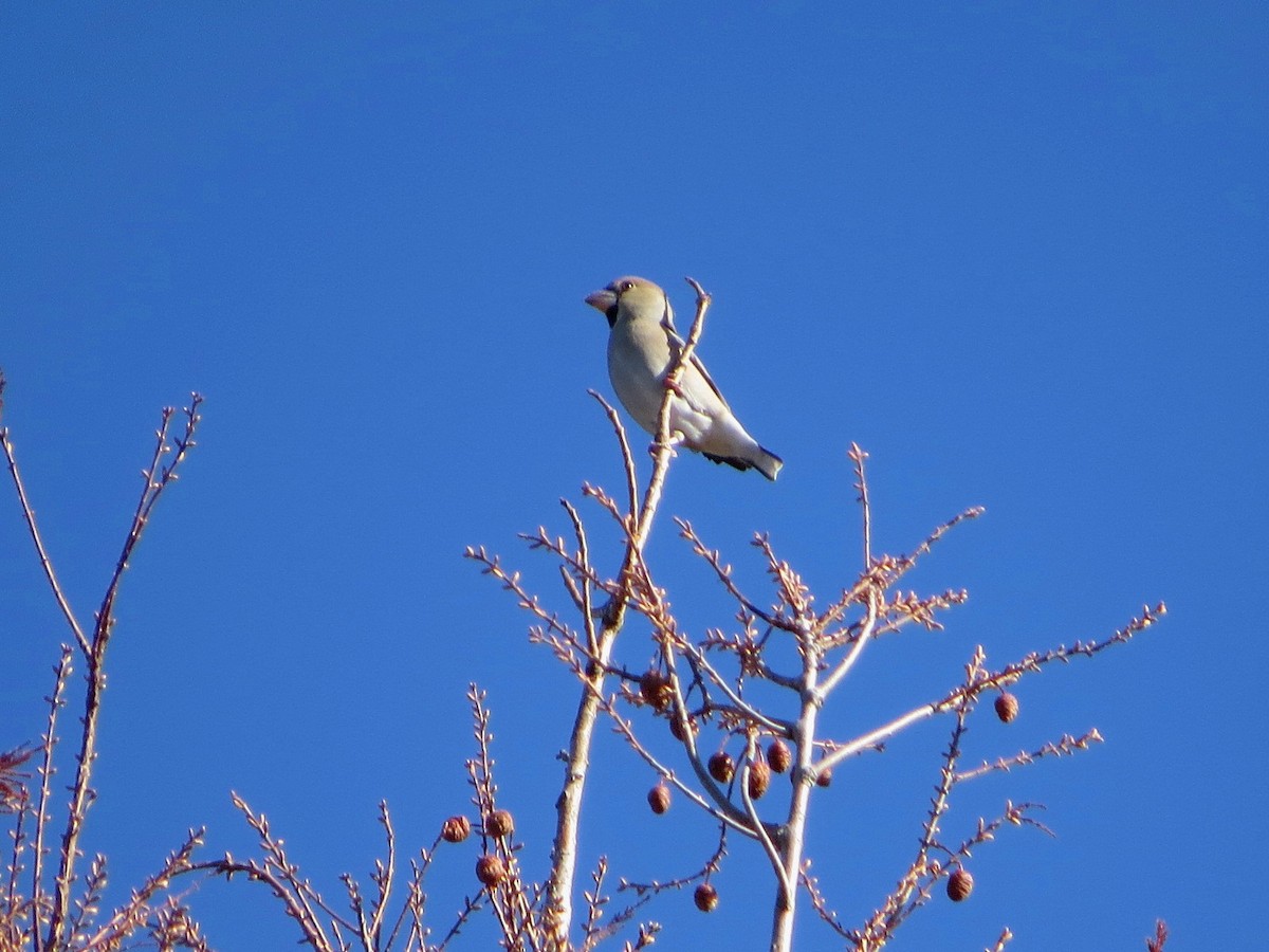 Hawfinch - ML647547273