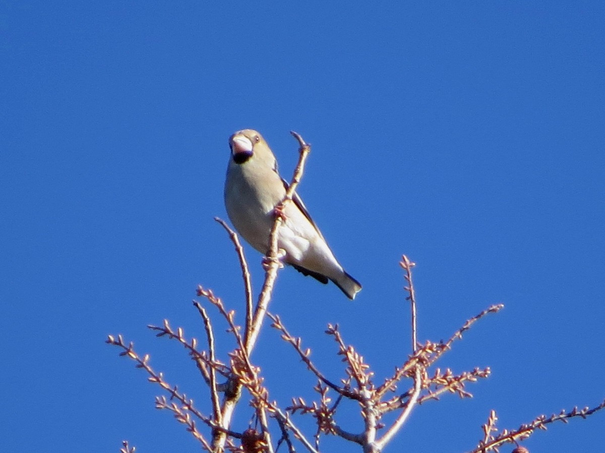 Hawfinch - ML647547275
