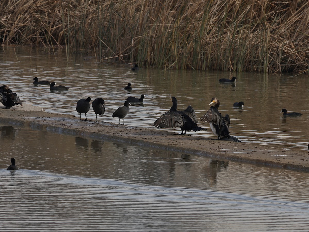 Great Cormorant - ML647547276