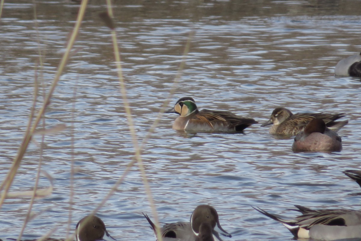 Baikal Teal - ML647547286