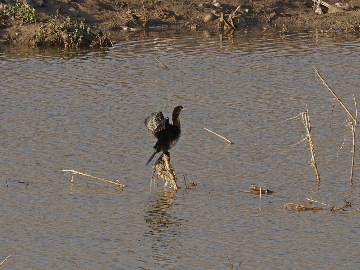 Ubarroi txikia - ML647547287