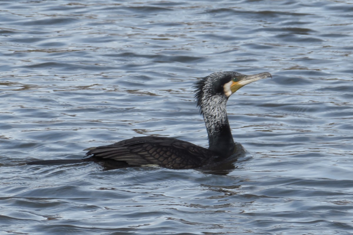 Great Cormorant - ML647547288