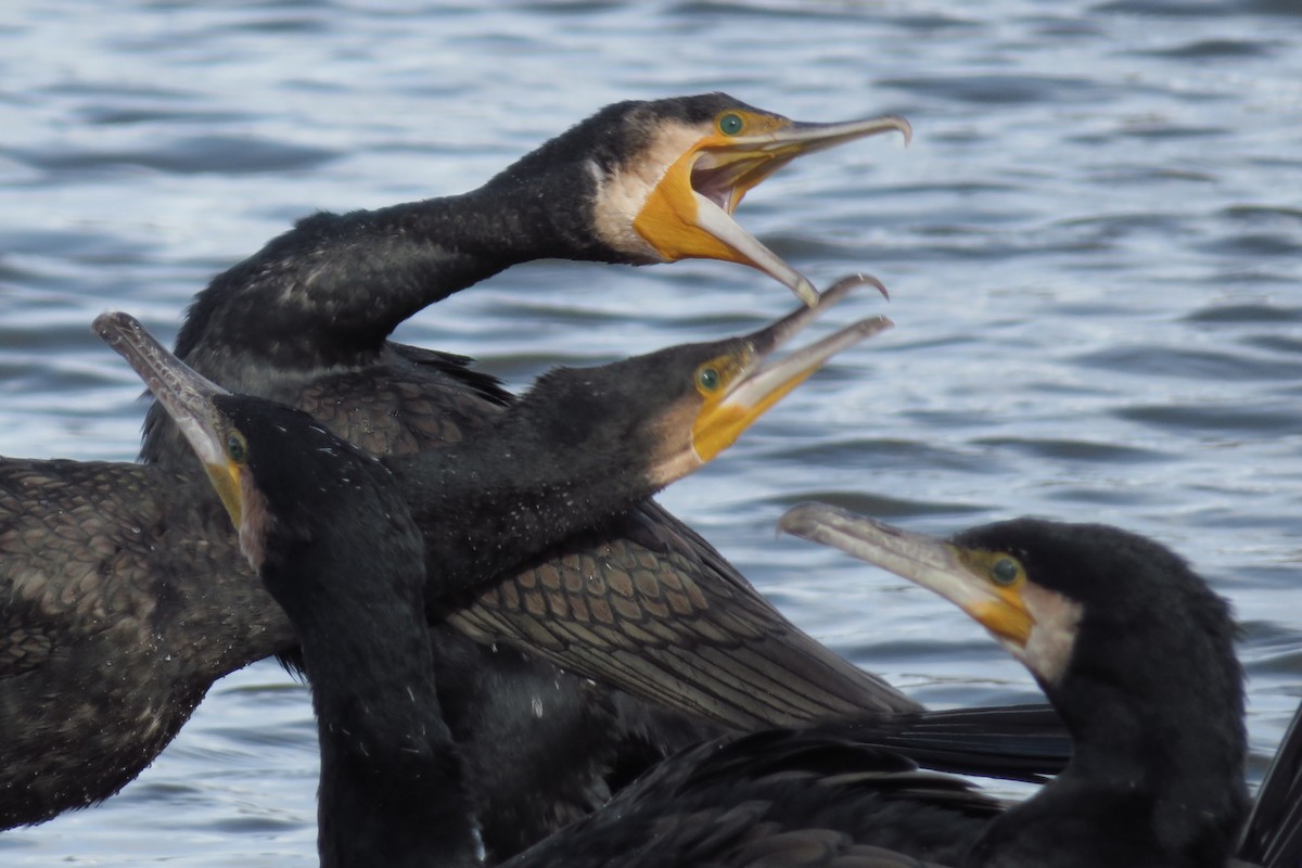 Kormoran - ML647547289