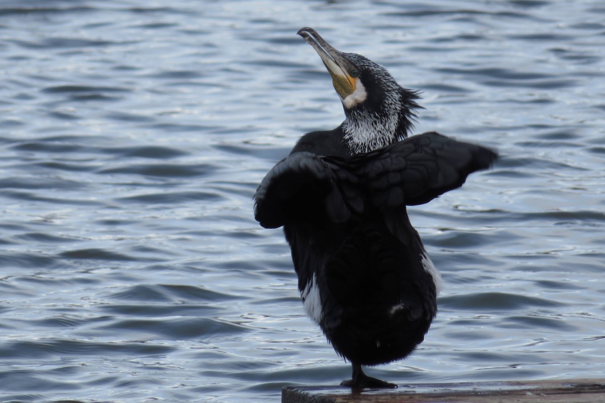 Kormoran - ML647547290