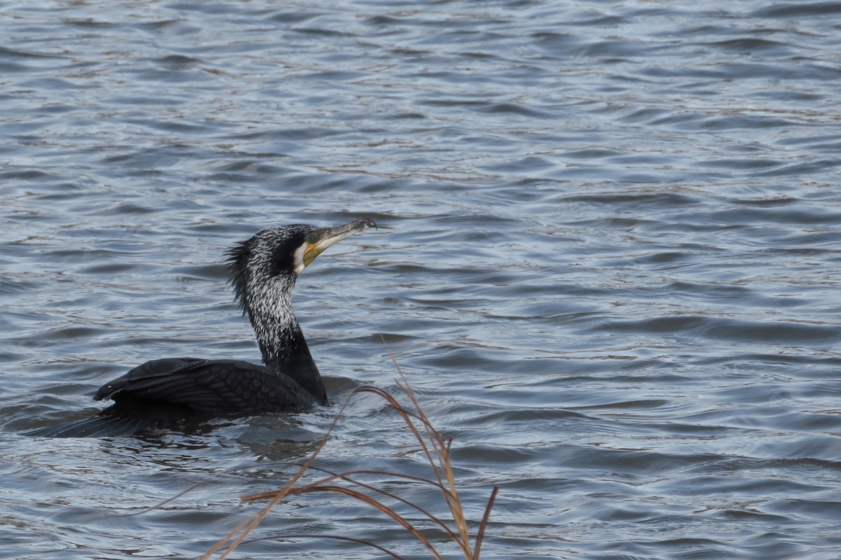 Kormoran - ML647547291