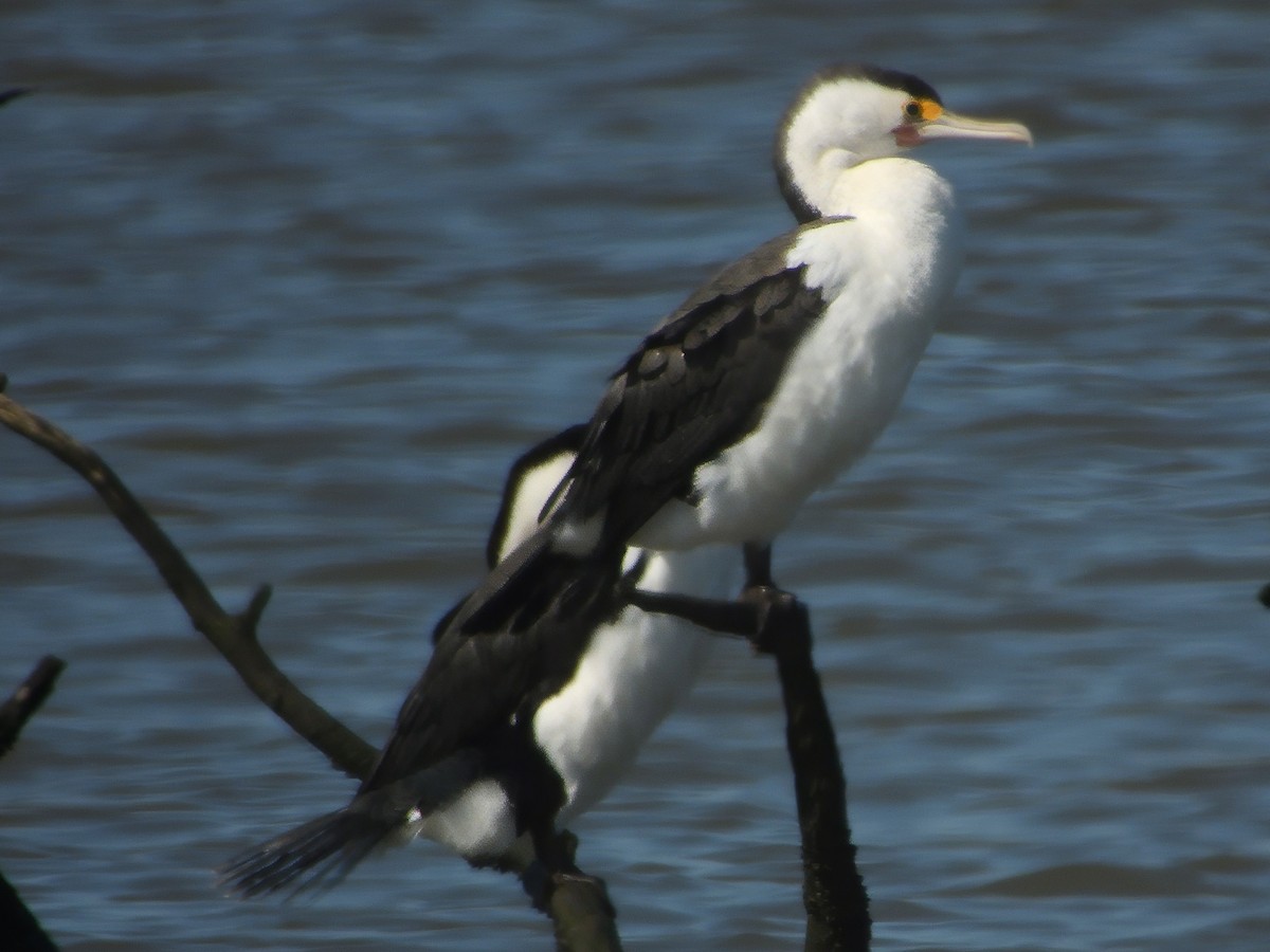 Elsterscharbe - ML647547293