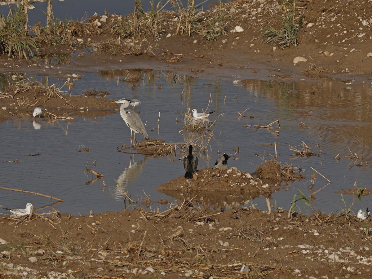 Graureiher - ML647547294