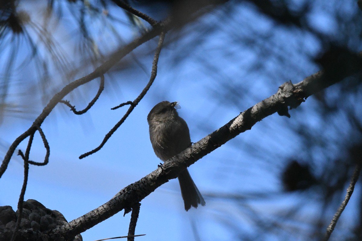 Buschschwanzmeise [minimus-Gruppe] - ML647547295