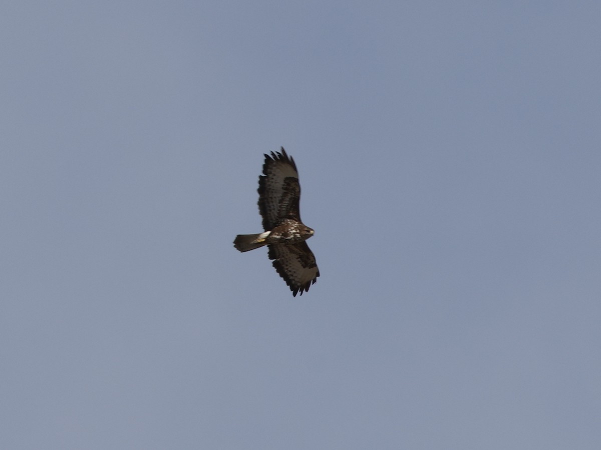 Mäusebussard - ML647547296